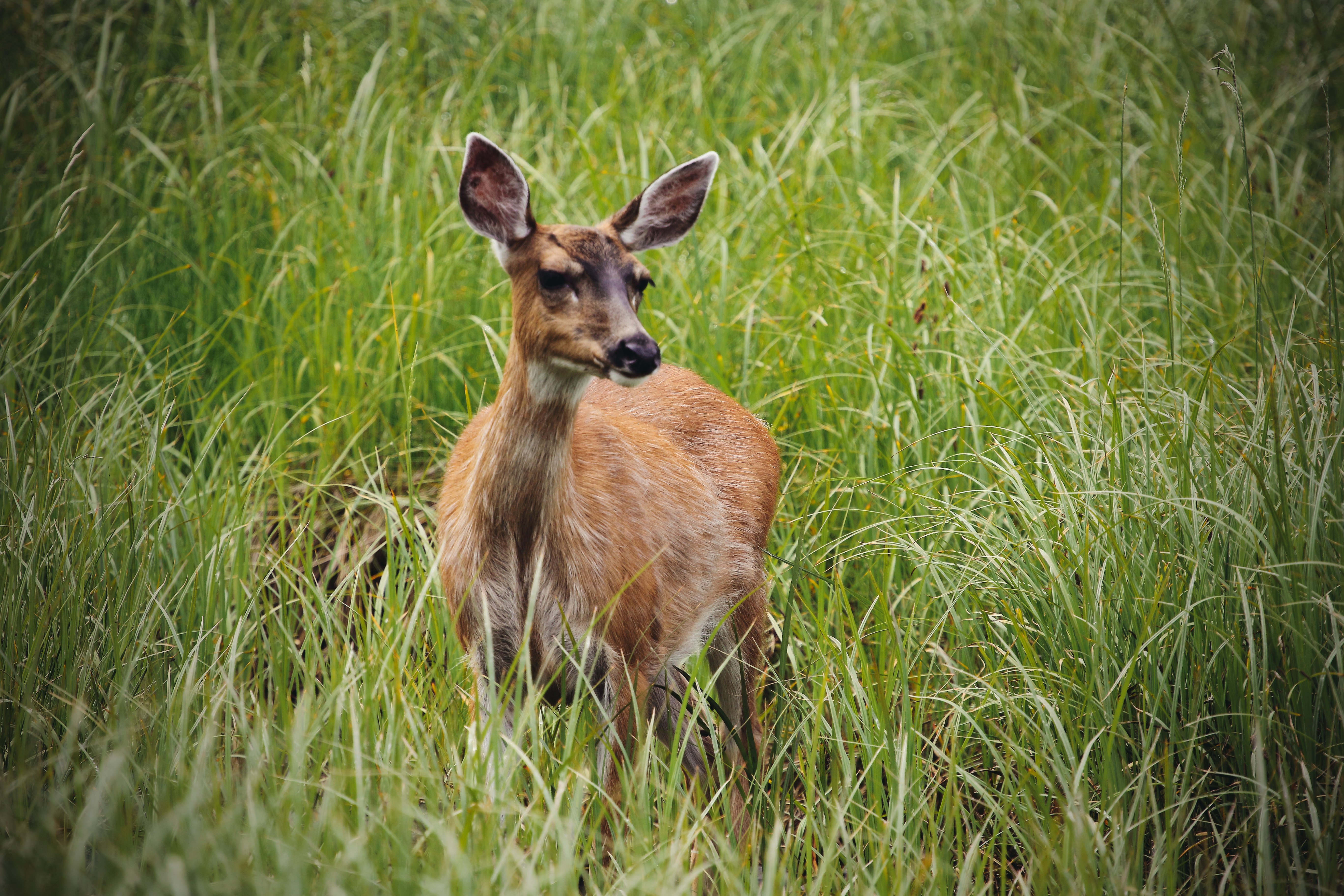 brown deer on green grass during daytime